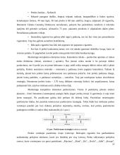 Organizacijos kūrimas ir valdymas  13 puslapis