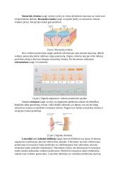 PNS ir CNS jutimai 2 puslapis