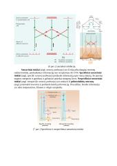 PNS ir CNS jutimai 3 puslapis