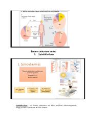 Termoreguliacija 2 puslapis