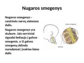 Nugaros smegenys (skaidrės) 2 puslapis
