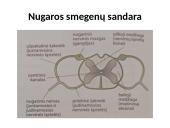Nugaros smegenys (skaidrės) 3 puslapis
