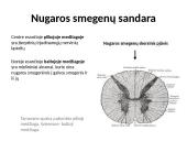 Nugaros smegenys (skaidrės) 4 puslapis