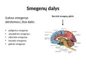 Nugaros smegenys (skaidrės) 5 puslapis