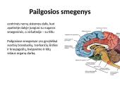 Nugaros smegenys (skaidrės) 6 puslapis