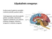 Nugaros smegenys (skaidrės) 7 puslapis