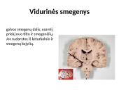 Nugaros smegenys (skaidrės) 8 puslapis