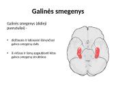 Nugaros smegenys (skaidrės) 10 puslapis