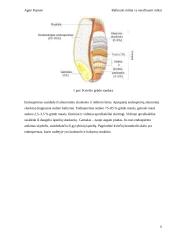 Rafinuoti miltai vs nerafinuoti miltai 7 puslapis
