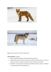 Kalbinio ugdymo kūrybinė užduotis Pokalbio pagal vieno objekto paveikslėlį  (miško gyvūnus) organizavimas 3 puslapis