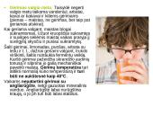 Sveika vaikų mityba 9 puslapis