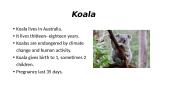 Koala presentation