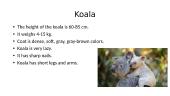 Koala presentation 2 puslapis