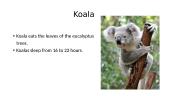 Koala presentation 3 puslapis