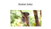 Koala presentation 4 puslapis