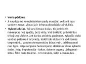 Hidromasažas (skaidrės) 17 puslapis