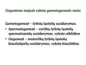Gametogenezė 2 puslapis