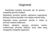 Gametogenezė 11 puslapis