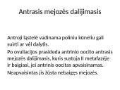 Gametogenezė 13 puslapis