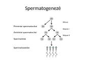 Gametogenezė 3 puslapis