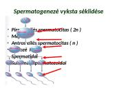 Gametogenezė 4 puslapis