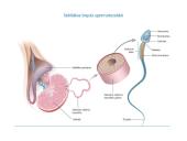 Gametogenezė 5 puslapis