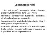 Gametogenezė 6 puslapis