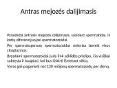 Gametogenezė 7 puslapis