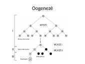 Gametogenezė 8 puslapis