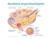 Gametogenezė 9 puslapis