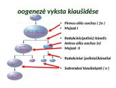 Gametogenezė 10 puslapis