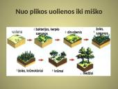 Bendrijos ir jų kaita 19 puslapis