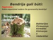 Bendrijos ir jų kaita 6 puslapis