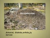 Bendrijos ir jų kaita 7 puslapis