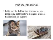 Naminės pelės ekologinė niša 4 puslapis