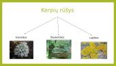 Kerpės. Sandara, rūšys 5 puslapis