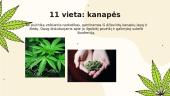 Narkotinės medžiagos - skaidrės 14 puslapis
