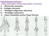 Evoliucijos įrodymai ir žmogaus evoliucija 13 puslapis
