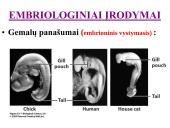 Evoliucijos įrodymai ir žmogaus evoliucija 14 puslapis