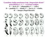 Evoliucijos įrodymai ir žmogaus evoliucija 15 puslapis