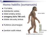 Evoliucijos įrodymai ir žmogaus evoliucija 18 puslapis