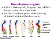 Evoliucijos įrodymai ir žmogaus evoliucija 5 puslapis