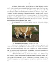 Mišrinimo įtaka mėsinių galvijų gamybiniams rodikliams ūkyje 20 puslapis