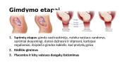 Nėštumas ir gimdymas - skaidrės 4 puslapis