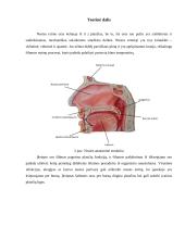 Nosiaryklės (nosies ertmės) šildymo funkcija 2 puslapis