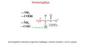 Aminorūgštys - skaidrės 2 puslapis