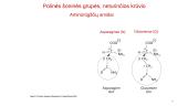 Aminorūgštys - skaidrės 14 puslapis