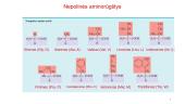 Aminorūgštys - skaidrės 8 puslapis