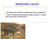 Medžioklė varant ar tykojant