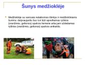 Medžioklė varant ar tykojant 5 puslapis